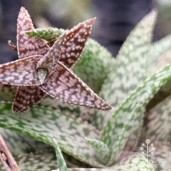Aloe Quicksilver - Succulent 27 Aloe Quicksilver - Succulent -Cheap The Aussie Garden Store apo aloe quicksilver colours