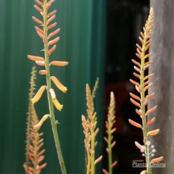 Aloe Vera - Succulent -Cheap The Aussie Garden Store apo aloe vera buds