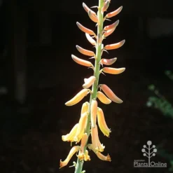 Aloe Vera - Succulent -Cheap The Aussie Garden Store apo aloe vera flower sun