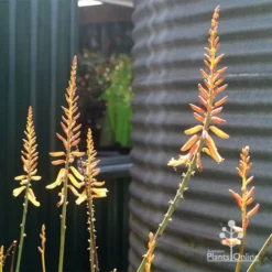 Aloe Vera - Succulent -Cheap The Aussie Garden Store apo aloe vera flowers winter 2