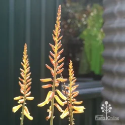 Aloe Vera - Succulent -Cheap The Aussie Garden Store apo aloe vera flowers winter