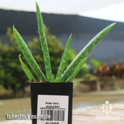 Aloe Vera - Succulent -Cheap The Aussie Garden Store apo aloe vera tubestock