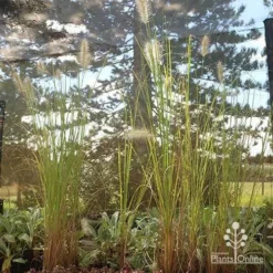 Pennisetum Alopecuroides - Swamp Fountain Grass -Cheap The Aussie Garden Store apo alopecuroides in nuery