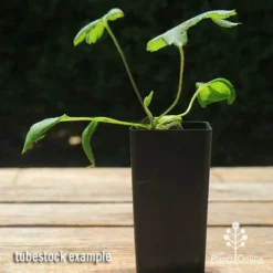 Anemone Fall In Love Sweetly- Japanese Anemone 7 Anemone Fall In Love Sweetly- Japanese Anemone -Cheap The Aussie Garden Store apo anemone fall in love tubestock