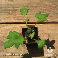 Anemone Fall In Love Sweetly- Japanese Anemone 9 Anemone Fall In Love Sweetly- Japanese Anemone -Cheap The Aussie Garden Store apo anemone fall in love tubestock top