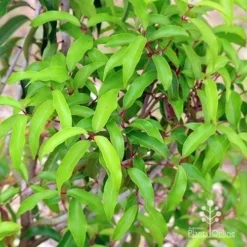 Backhousia Anisata - Aniseed Myrtle -Cheap The Aussie Garden Store apo anisata foliage
