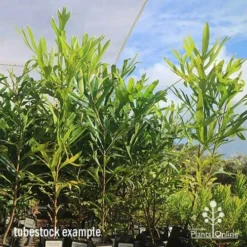 Grevillea Baileyana - Brown Silky Oak -Cheap The Aussie Garden Store apo april baileyana