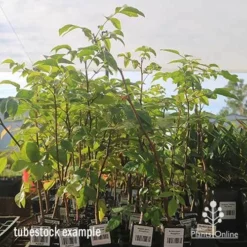 Burdekin Plum - Pleiogynium -Cheap The Aussie Garden Store apo april burdekin