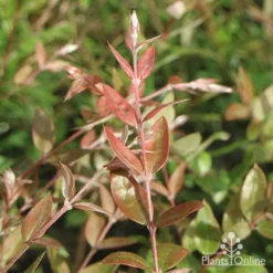 Austromyrtus Blush - Pink Midgem Berry -Cheap The Aussie Garden Store apo austromyrtus blush foliage