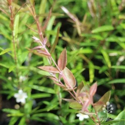 Austromyrtus Blush - Pink Midgem Berry -Cheap The Aussie Garden Store apo austromyrtus blush leaf colour