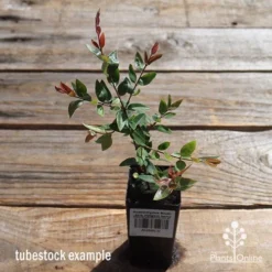 Austromyrtus Blush - Pink Midgem Berry -Cheap The Aussie Garden Store apo austromyrtus blush tubestock