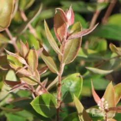 Austromyrtus Blush - Pink Midgem Berry -Cheap The Aussie Garden Store apo austromyrtus blush winter colour