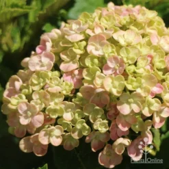 Hydrangea Ayesha 18 Hydrangea Ayesha -Cheap The Aussie Garden Store apo ayesha hydrangea buds