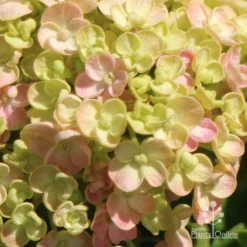 Hydrangea Ayesha 19 Hydrangea Ayesha -Cheap The Aussie Garden Store apo ayesha hydrangea buds close