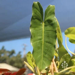 Philodendron Imbe -Cheap The Aussie Garden Store apo baby imbe leaf