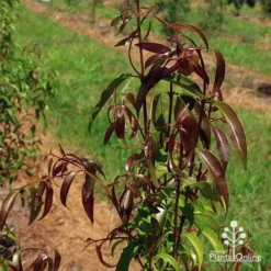 Backhousia Anisata - Aniseed Myrtle -Cheap The Aussie Garden Store apo backhousia anisata leaf colour