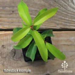 Backhousia Anisata - Aniseed Myrtle -Cheap The Aussie Garden Store apo backhousia anisata tubestock top