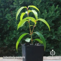 Backhousia Anisata - Aniseed Myrtle -Cheap The Aussie Garden Store apo backhousia anisata tubestock2