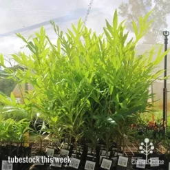 Grevillea Baileyana - Brown Silky Oak -Cheap The Aussie Garden Store apo baileyana big