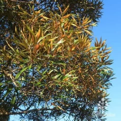 Grevillea Baileyana - Brown Silky Oak -Cheap The Aussie Garden Store apo baileyana gold foliage