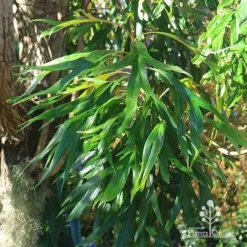 Grevillea Baileyana - Brown Silky Oak -Cheap The Aussie Garden Store apo baileyana green foliage