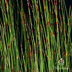 Baloskion - Tassel Cord Rush 9 Baloskion - Tassel Cord Rush -Cheap The Aussie Garden Store apo baloskion banding