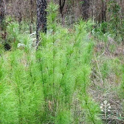 Baloskion - Tassel Cord Rush 1 Baloskion - Tassel Cord Rush