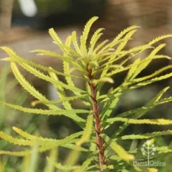 Banksia Spinulosa - Hairpin Banksia -Cheap The Aussie Garden Store apo banksia spinulosa foliage