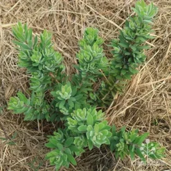 Callistemon Better John -Cheap The Aussie Garden Store apo better john above