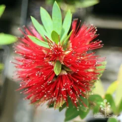Callistemon Better John -Cheap The Aussie Garden Store apo better john callistemon flower
