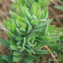 Callistemon Better John -Cheap The Aussie Garden Store apo better john foliage closeup