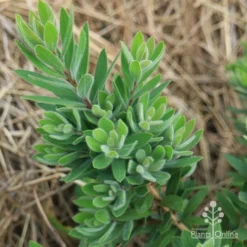 Callistemon Better John -Cheap The Aussie Garden Store apo better john foliage nursery
