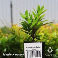 Callistemon Better John -Cheap The Aussie Garden Store apo better john tubestock