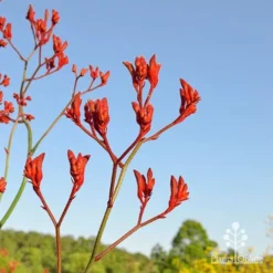Anigozanthos Big Red - Kangaroo Paw -Cheap The Aussie Garden Store apo big red at farm
