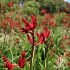 Anigozanthos Big Red - Kangaroo Paw -Cheap The Aussie Garden Store apo big red kangaroo paw flower
