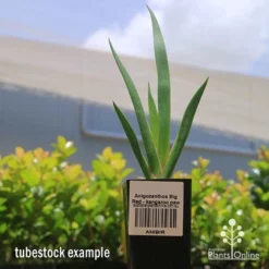 Anigozanthos Big Red - Kangaroo Paw -Cheap The Aussie Garden Store apo big red kangaroo paw tubestock