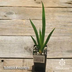 Anigozanthos Big Red - Kangaroo Paw -Cheap The Aussie Garden Store apo big red tubestock 1