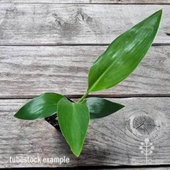 Strelitzia Reginae - Bird Of Paradise -Cheap The Aussie Garden Store apo bird of paradise tubestock top