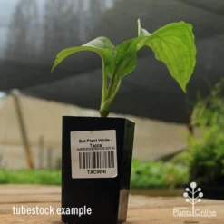 Bat Plant - Tacca -Cheap The Aussie Garden Store apo black bat tacca tubestock