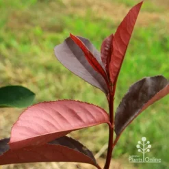 Photinia Black Jack -Cheap The Aussie Garden Store apo black jack photinia