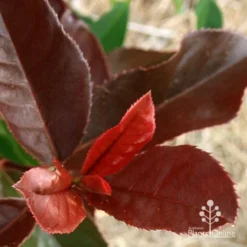 Photinia Black Jack -Cheap The Aussie Garden Store apo black jack photinia colour