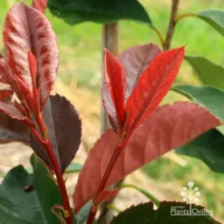 Photinia Black Jack -Cheap The Aussie Garden Store apo black jack photinia new shoot