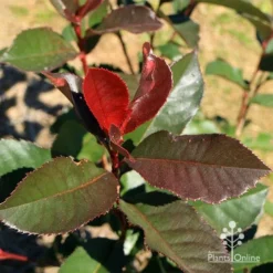 Photinia Black Jack -Cheap The Aussie Garden Store apo black jack photinia winter