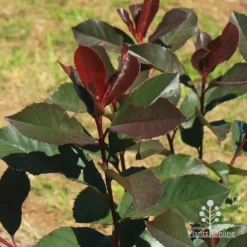 Photinia Black Jack -Cheap The Aussie Garden Store apo black jack winter
