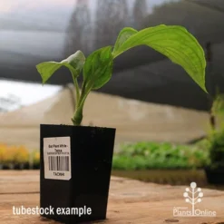 Bat Plant - Tacca -Cheap The Aussie Garden Store apo black tacca tubestock