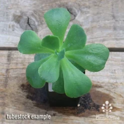 Echeveria Blue Curls - Succulent -Cheap The Aussie Garden Store apo blue curls tubestock top