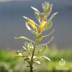 Eremophila Blue Horizon - Emu Bush -Cheap The Aussie Garden Store apo blue horizon eremophila flowers