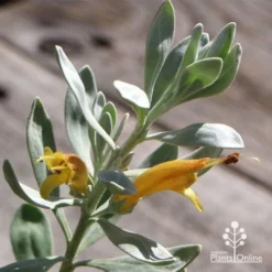 Eremophila Blue Horizon - Emu Bush -Cheap The Aussie Garden Store apo blue horizon flowers
