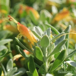 Eremophila Blue Horizon - Emu Bush -Cheap The Aussie Garden Store apo blue horizon july