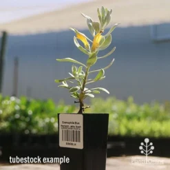 Eremophila Blue Horizon - Emu Bush -Cheap The Aussie Garden Store apo blue horizon tubestock flowering